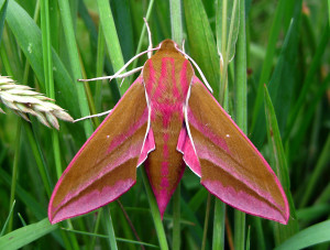 3527.Elephant Hawk Moth2