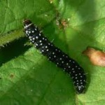 Peacock Butterfly Larvae