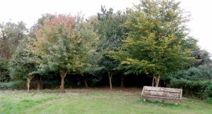 TMG Forest Glade