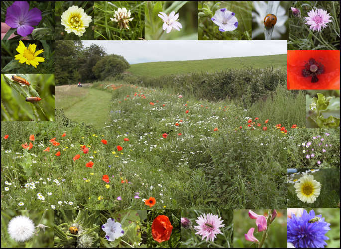 A carpet of wild flowers
