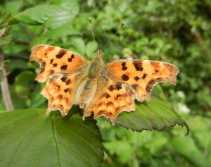 Comma Butterfly