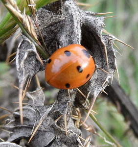 Seven Spot Ladybird